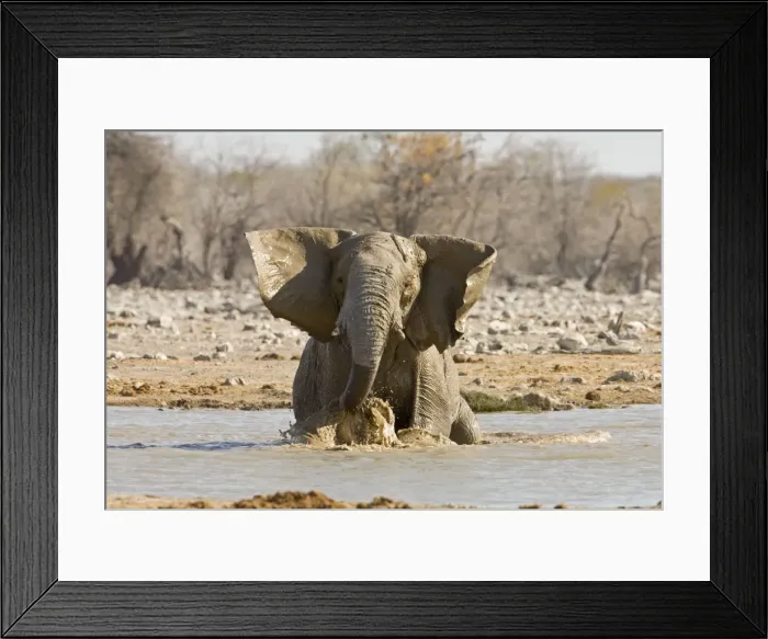 Framed Print : African Elephant Having a bath in a water hole Etosha National Park, Namibia, Africa Framed Print : African Elephant Having a bath in a water hole Etosha National Park, Namibia, Africa