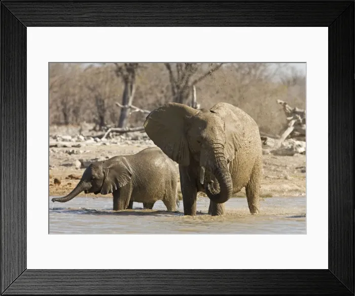 Framed Print : African Elephant Cow and calf playing in the water Etosha National Park, Namibia, Africa Framed Print : African Elephant Cow and calf playing in the water Etosha National Park, Namibia, Africa