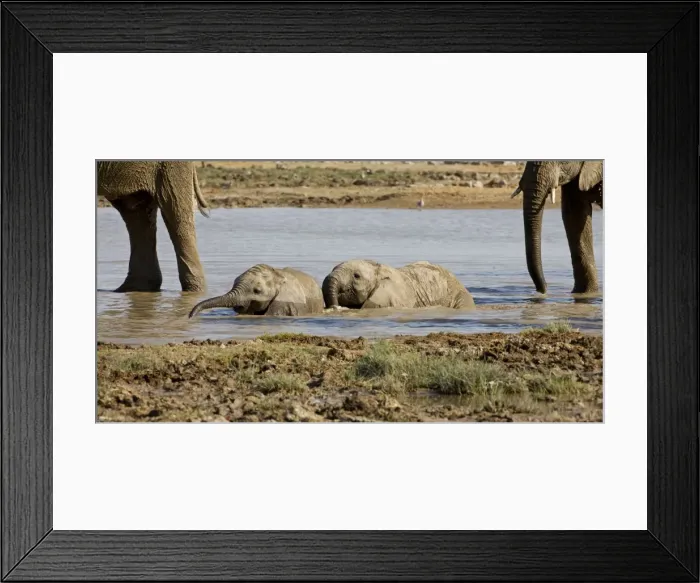 Framed Print : African Elephant 2 Calves playing in the water Etosha National Park, Namibia, Africa Framed Print : African Elephant 2 Calves playing in the water Etosha National Park, Namibia, Africa