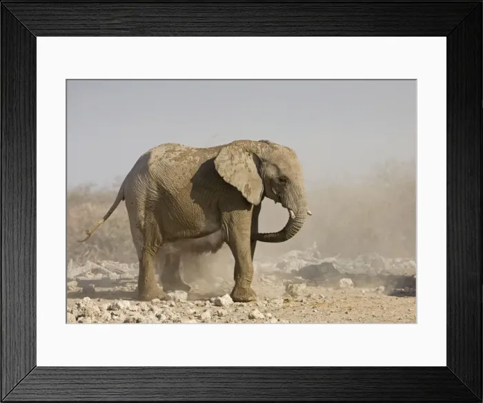 Framed Print : African Elephant Having a dust bath Etosha National Park, Namibia, Africa Framed Print : African Elephant Having a dust bath Etosha National Park, Namibia, Africa