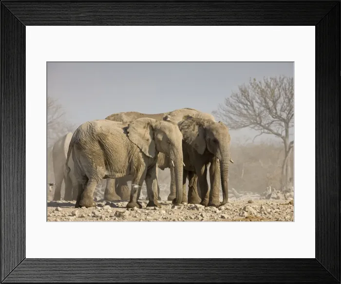Framed Print : African Elephants Standing close together Etosha National Park, Namibia, Africa Framed Print : African Elephants Standing close together Etosha National Park, Namibia, Africa