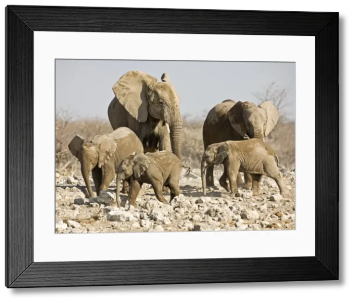Framed Print : African Elephant Cow and young Etosha National Park, Namibia, Africa Framed Print : African Elephant Cow and young Etosha National Park, Namibia, Africa