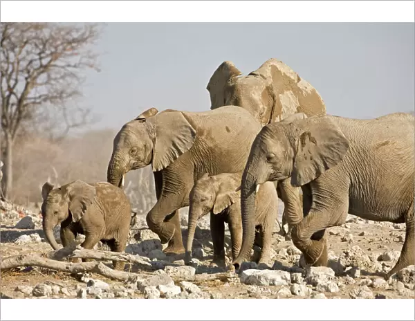 African Elephant Cow and young. Family group picking way through rocks Etosha National Park, Namibia, Africa