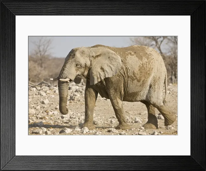 Framed Print : African Elephant After a mud and dust bath Etosha National Park, Namibia, Africa
