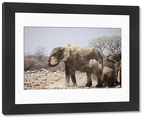 African Elephant Having a dust bath Goas, Etosha National Park, Namibia, Africa