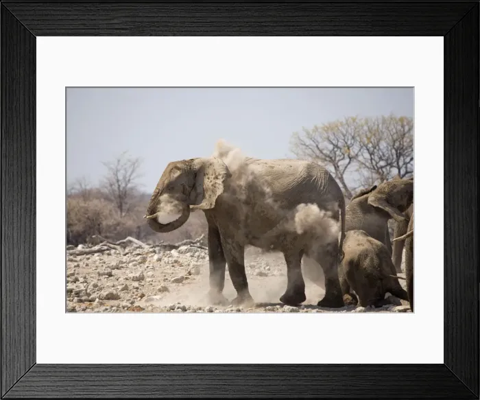 Framed Print : African Elephant Having a dust bath Goas, Etosha National Park, Namibia, Africa Framed Print : African Elephant Having a dust bath Goas, Etosha National Park, Namibia, Africa