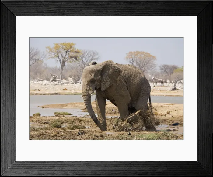 Framed Print : African Elephant Kicking up mud Goas, Etosha National Park, Namibia, Africa Framed Print : African Elephant Kicking up mud Goas, Etosha National Park, Namibia, Africa