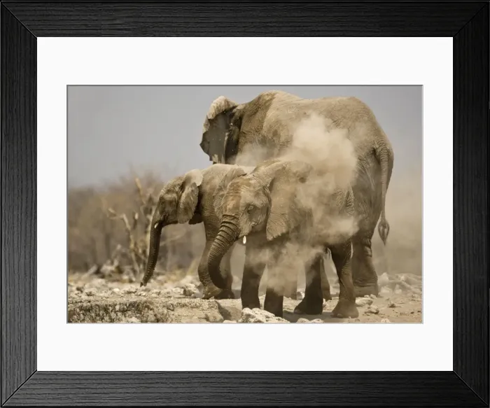 Framed Print : African Elephant Having a dust bath Goas, Etosha National Park, Namibia, Africa Framed Print : African Elephant Having a dust bath Goas, Etosha National Park, Namibia, Africa