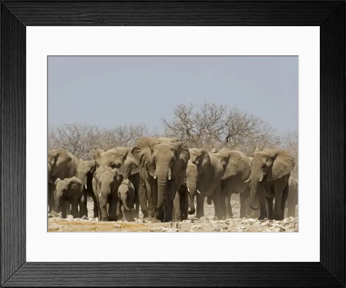 Framed Print : African Elephant Family group emerging from the dry bush Goas, Etosha National Park, Namibia, Africa Framed Print : African Elephant Family group emerging from the dry bush Goas, Etosha National Park, Namibia, Africa