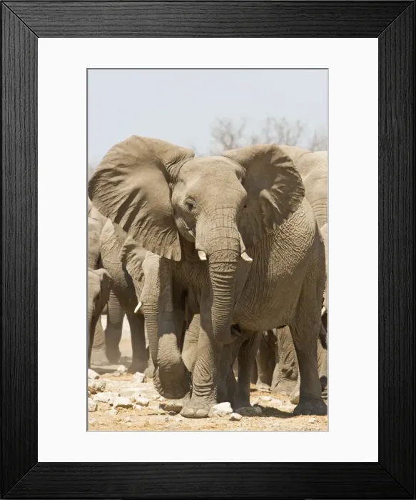 Framed Print : African Elephant Portrait of an advancing adult Goas, Etosha National Park, Namibia, Africa Framed Print : African Elephant Portrait of an advancing adult Goas, Etosha National Park, Namibia, Africa