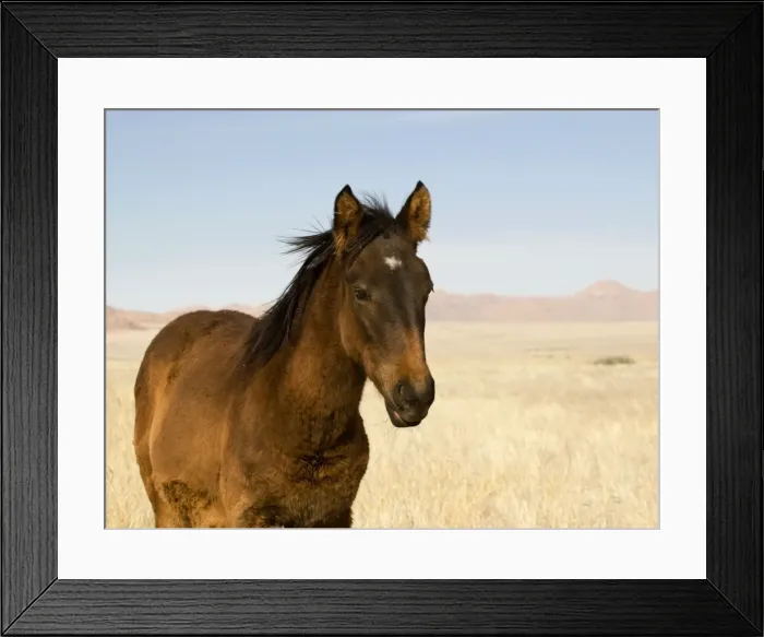 Framed Print : Feral  /  Wild Desert Horse -Portrait of a foal Garub, Namib Desert, Namibia, Africa