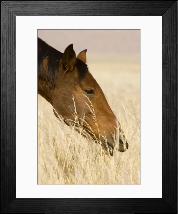 Framed Print : Feral / Wild Desert Horse - Portrait while feeding on grass Garub, Namib Desert, Namibia, Africa Framed Print : Feral / Wild Desert Horse - Portrait while feeding on grass Garub, Namib Desert, Namibia, Africa
