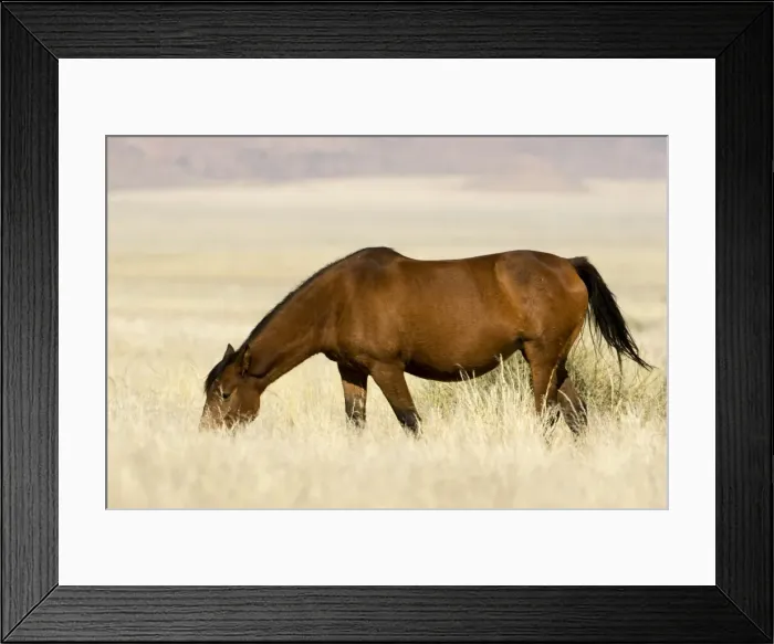 Framed Print : Feral / Wild Desert Horse - Grazing Garub, Namib Desert, Namibia, Africa Framed Print : Feral / Wild Desert Horse - Grazing Garub, Namib Desert, Namibia, Africa