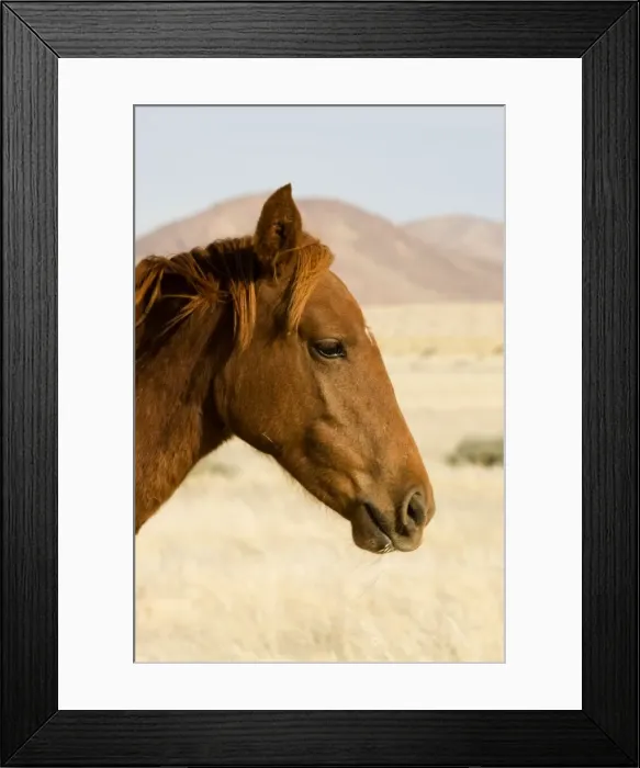 Framed Print : Feral / Wild Desert Horse - Portrait Garub, Namib Desert, Namibia, Africa Framed Print : Feral / Wild Desert Horse - Portrait Garub, Namib Desert, Namibia, Africa