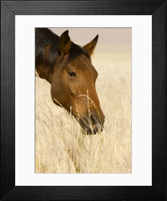 Framed Print : Feral / Wild Desert Horse - Portrait while feeding on grass Garub, Namib Desert, Namibia, Africa Framed Print : Feral / Wild Desert Horse - Portrait while feeding on grass Garub, Namib Desert, Namibia, Africa