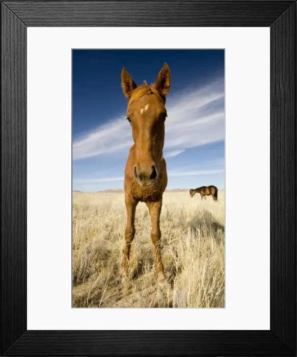 Framed Print : Feral / Wild Desert Horse - Wide Angle Portrait Garub, Namib Desert, Namibia, Africa Framed Print : Feral / Wild Desert Horse - Wide Angle Portrait Garub, Namib Desert, Namibia, Africa