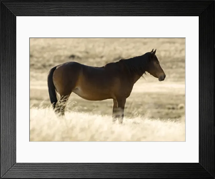 Framed Print : Feral / Wild Desert Horse - Backlit portrait in the desert Garub, Namib Desert, Namibia, Africa Framed Print : Feral / Wild Desert Horse - Backlit portrait in the desert Garub, Namib Desert, Namibia, Africa