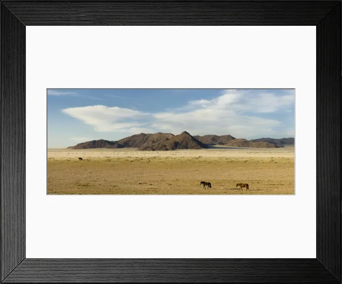 Framed Print : Feral / Wild Desert Horses - In their desert environment Garub, Namib Desert, Namibia, Africa Framed Print : Feral / Wild Desert Horses - In their desert environment Garub, Namib Desert, Namibia, Africa