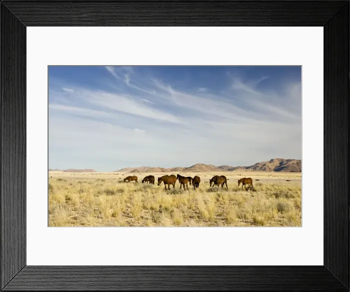 Framed Print : Feral / Wild Desert Horses - Group on the move through the desert after good rains Garub, Namib Desert, Namibia, Africa Framed Print : Feral / Wild Desert Horses - Group on the move through the desert after good rains Garub, Namib Desert, Namibia, Africa