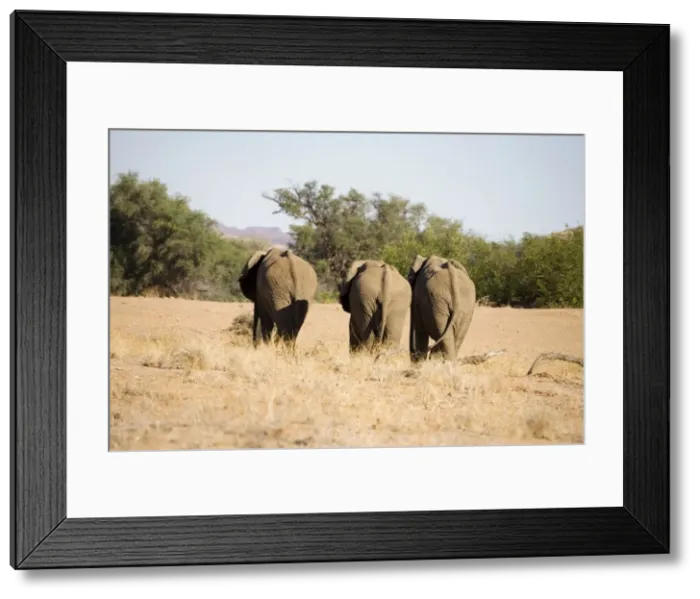 Framed Print : African Elephants - Bachelor group on the move Huab River, Damaraland, Western Namibia, Africa Framed Print : African Elephants - Bachelor group on the move Huab River, Damaraland, Western Namibia, Africa