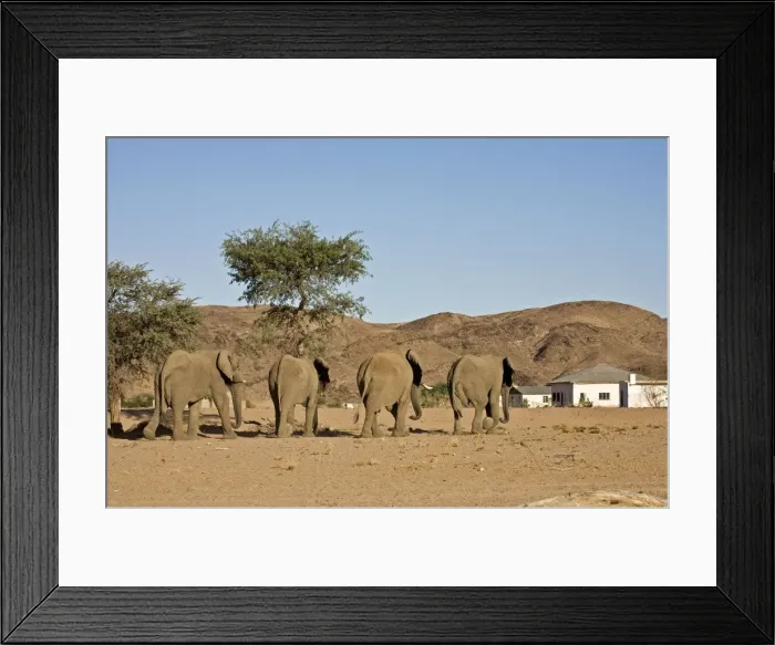 Framed Print : African Elephants - Desert adapted bulls approaching a human settlement Huab River, Damaraland, Western Namibia, Africa Framed Print : African Elephants - Desert adapted bulls approaching a human settlement Huab River, Damaraland, Western Namibia, Africa