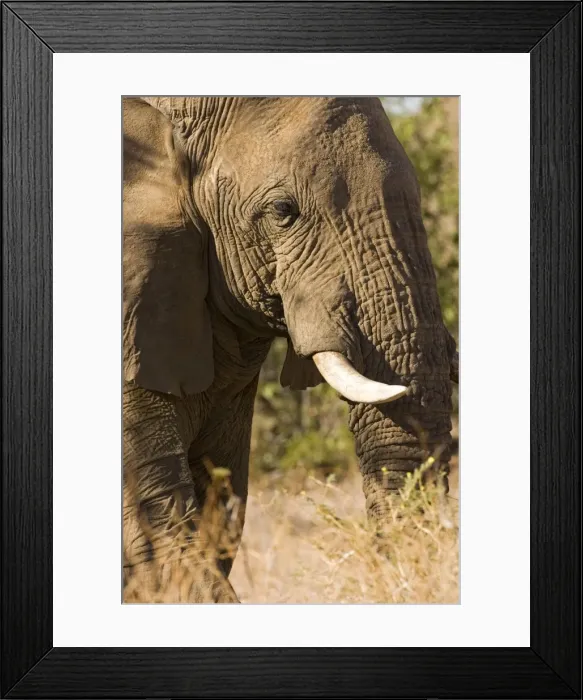 Framed Print : African Elephant - Portrait of a desert adapted bull Huab River, Damaraland, Western Namibia, Africa Framed Print : African Elephant - Portrait of a desert adapted bull Huab River, Damaraland, Western Namibia, Africa