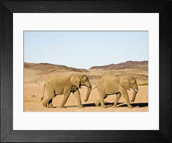 Framed Print : African Elephant - Bulls migrating through mountainous desert habitat Huab River, Damaraland, Western Namibia, Africa Framed Print : African Elephant - Bulls migrating through mountainous desert habitat Huab River, Damaraland, Western Namibia, Africa