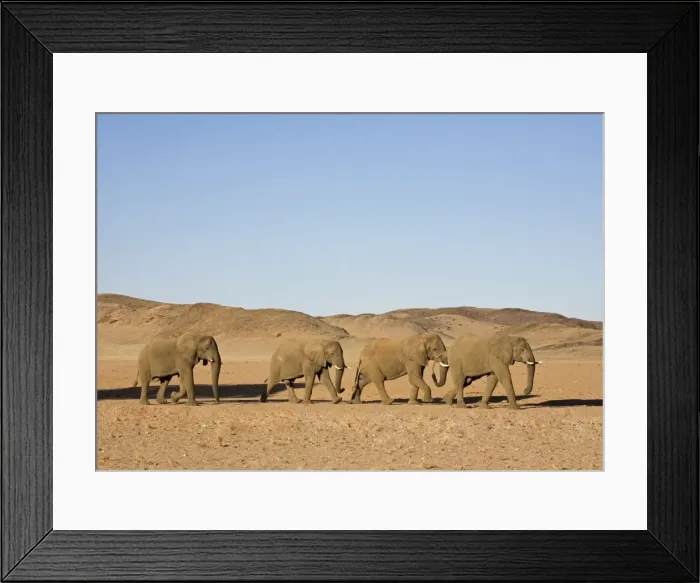 Framed Print : African Elephant - Bulls migrating through the desert Huab River, Damaraland, Western Namibia, Africa Framed Print : African Elephant - Bulls migrating through the desert Huab River, Damaraland, Western Namibia, Africa