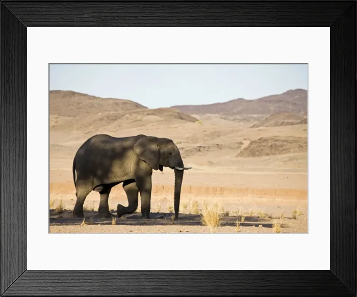 Framed Print : African Elephant - Bull in typical rugged desert habitat Huab River, Damaraland, Western Namibia, Africa Framed Print : African Elephant - Bull in typical rugged desert habitat Huab River, Damaraland, Western Namibia, Africa