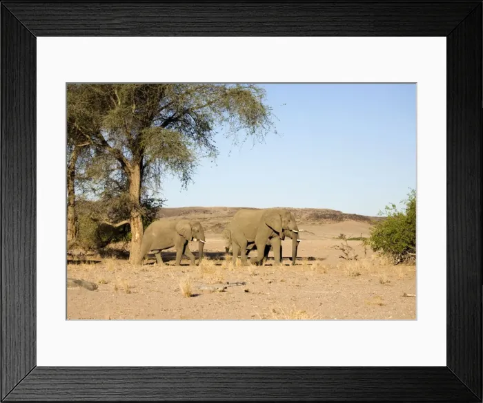 Framed Print : African Elephant - Desert adapted bulls in their typical habitat Huab River, Damaraland, Western Namibia, Africa Framed Print : African Elephant - Desert adapted bulls in their typical habitat Huab River, Damaraland, Western Namibia, Africa