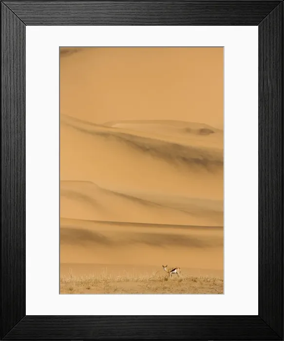Framed Print : Springbok-Feeding on sparse dry vegetation on the eastern foot of the Southern Dune sea Namib Desert-Namibia-Africa Framed Print : Springbok-Feeding on sparse dry vegetation on the eastern foot of the Southern Dune sea Namib Desert-Namibia-Africa