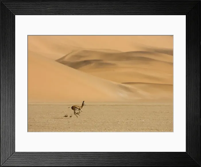 Framed Print : Springbok-Running accross the gravel plains with dunes in the background Southern Dune Sea-Namib Desert-Namibia-Africa Framed Print : Springbok-Running accross the gravel plains with dunes in the background Southern Dune Sea-Namib Desert-Namibia-Africa