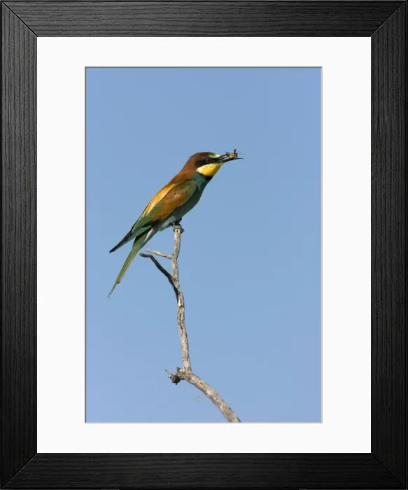 Framed Print : European Bee-Eater Sitting on a perch with a wasp in its beak. Etosha National Park. Namibia, Africa Framed Print : European Bee-Eater Sitting on a perch with a wasp in its beak. Etosha National Park. Namibia, Africa