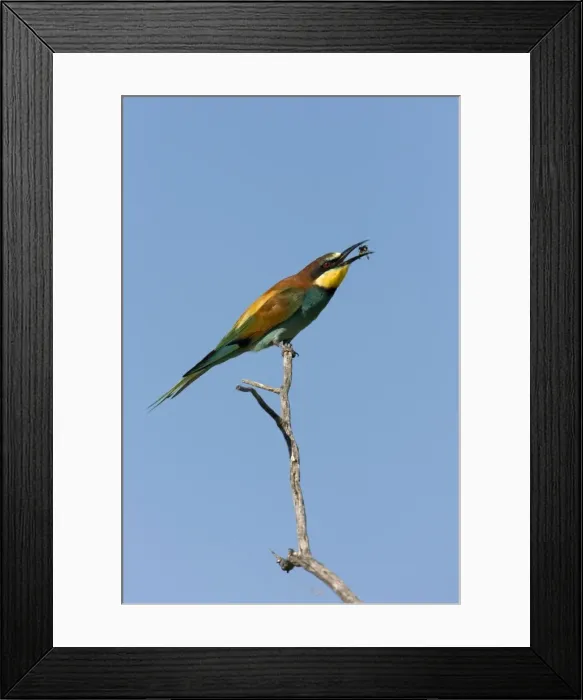 Framed Print : European Bee-Eater Sitting on a perch flipping a wasp around. Etosha National Park. Namibia, Africa Framed Print : European Bee-Eater Sitting on a perch flipping a wasp around. Etosha National Park. Namibia, Africa