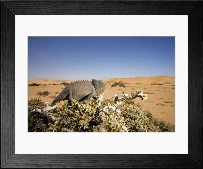 Framed Print : Namaqua Chameleon with dunes / desert in the background. Namib Desert, Namibia, Africa Framed Print : Namaqua Chameleon with dunes / desert in the background. Namib Desert, Namibia, Africa