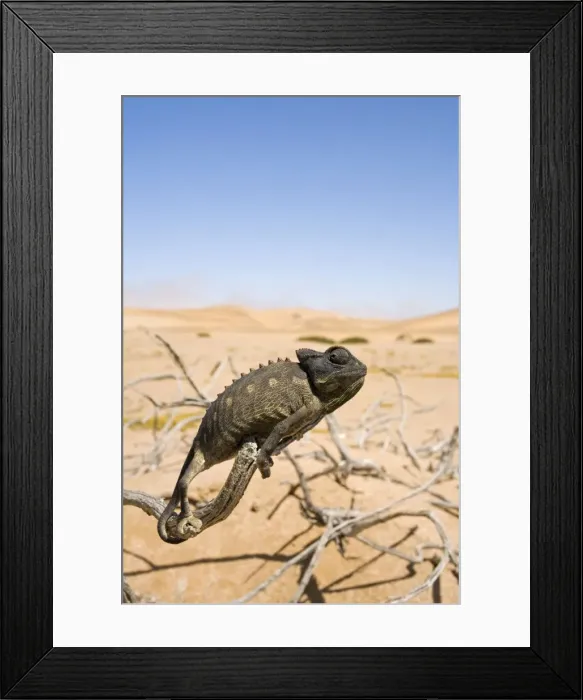 Framed Print : Namaqua Chameleon with dunes / desert in the background. Namib Desert, Namibia, Africa Framed Print : Namaqua Chameleon with dunes / desert in the background. Namib Desert, Namibia, Africa