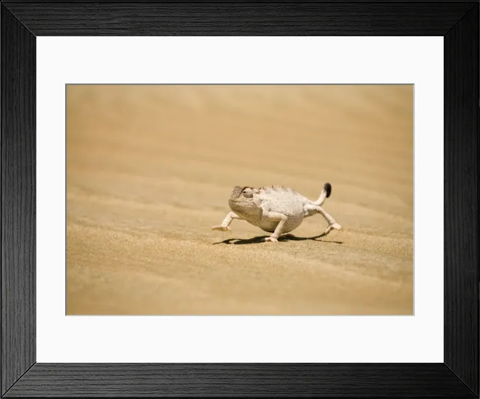 Framed Print : Namaqua Chameleon in its white phase striding over dune sand. Namib Desert, Namibia, Africa Framed Print : Namaqua Chameleon in its white phase striding over dune sand. Namib Desert, Namibia, Africa