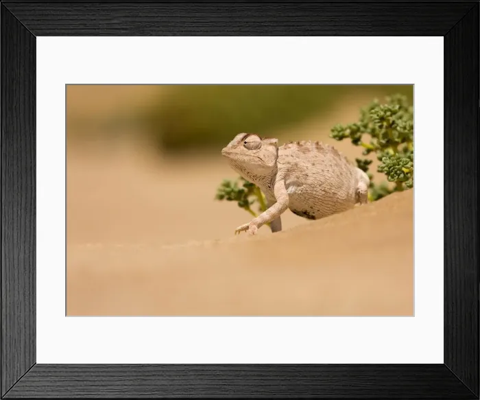 Framed Print : Namaqua Chameleon looking for prey. Namib desert, Namibia, Africa Framed Print : Namaqua Chameleon looking for prey. Namib desert, Namibia, Africa
