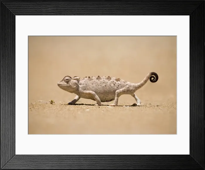 Framed Print : Namaqua Chameleon looking for prey. Namib desert, Namibia, Africa Framed Print : Namaqua Chameleon looking for prey. Namib desert, Namibia, Africa
