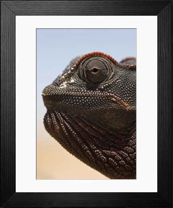 Framed Print : Namaqua Chameleon Close up of its head with salt secretion visible. Namib Desert, Namibia, Africa Framed Print : Namaqua Chameleon Close up of its head with salt secretion visible. Namib Desert, Namibia, Africa
