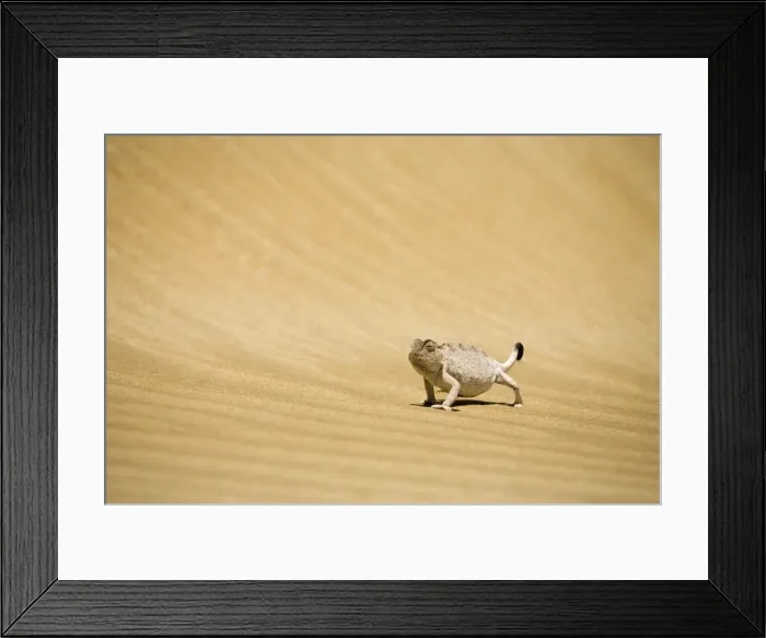 Framed Print : Namaqua Chameleon Striding over rippled dune sand. Namib Desert, Namibia, Africa Framed Print : Namaqua Chameleon Striding over rippled dune sand. Namib Desert, Namibia, Africa