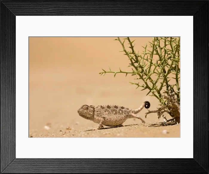 Framed Print : Namaqua Chameleon Standing at the edge of a !Nara Plant. Namib Desert, Namibia, Africa Framed Print : Namaqua Chameleon Standing at the edge of a !Nara Plant. Namib Desert, Namibia, Africa