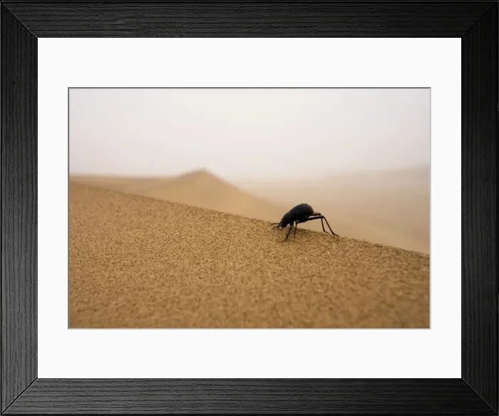 Framed Print : Tenebrionid Beetle Fog-Basking in the Namib Dune Belt (Uses fog to gain moisture) Namib Desert, Namibia, Africa Framed Print : Tenebrionid Beetle Fog-Basking in the Namib Dune Belt (Uses fog to gain moisture) Namib Desert, Namibia, Africa