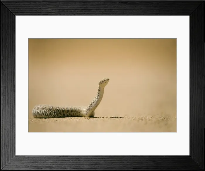 Framed Print : Peringuey's Adder In unusual pose with head raised. Namib Desert, Namibia, Africa Framed Print : Peringuey's Adder In unusual pose with head raised. Namib Desert, Namibia, Africa