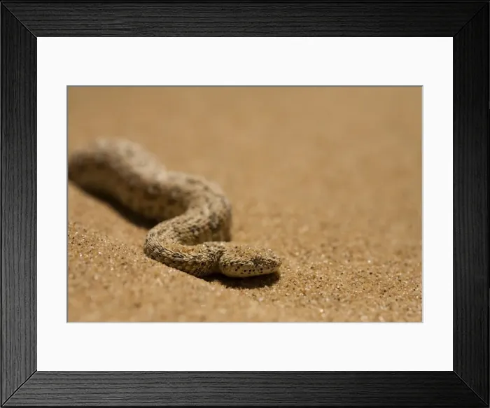 Framed Print : Peringuey's Adder Portrait in Dune Sand Namib Desert, Namibia, Africa Framed Print : Peringuey's Adder Portrait in Dune Sand Namib Desert, Namibia, Africa