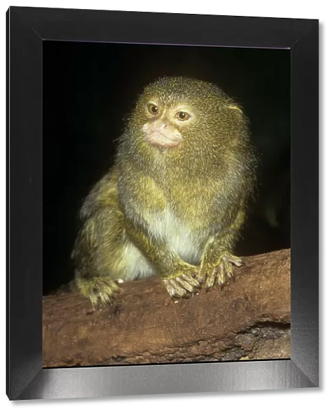 Pygmy Marmoset - worlds smallest Monkey Upper Amazon, Colombia, Peru
