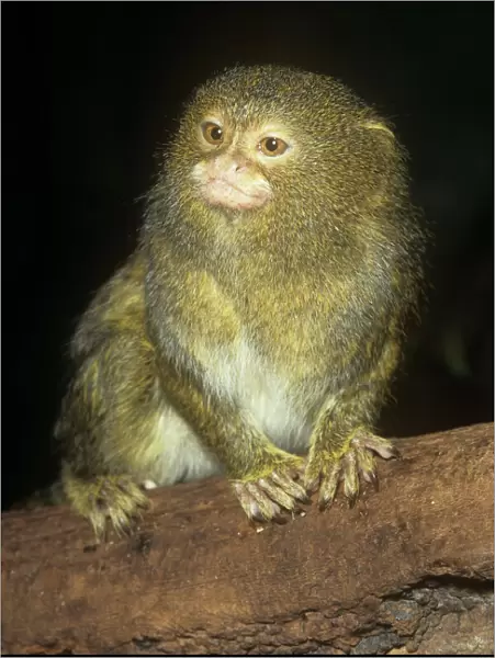 Pygmy Marmoset - worlds smallest Monkey Upper Amazon, Colombia, Peru