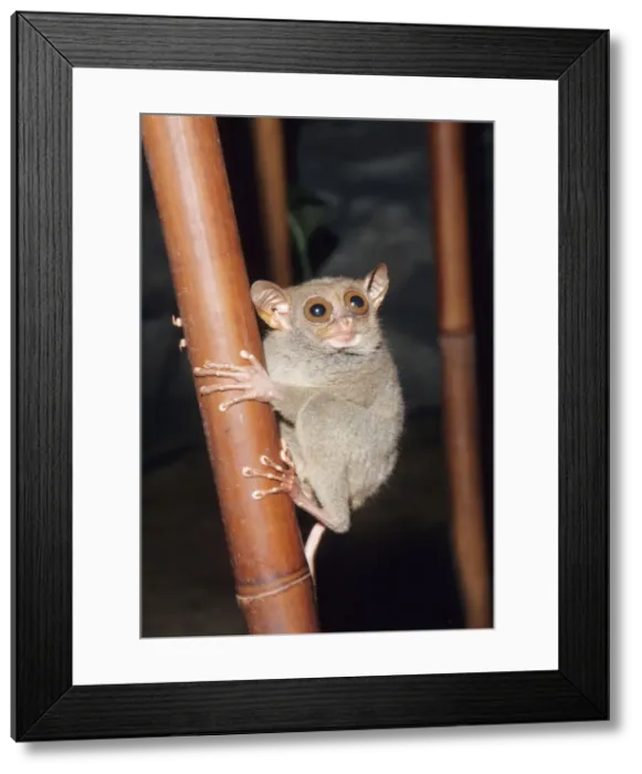 Framed Print : Tarsier - threatened Philippine Islands Framed Print : Tarsier - threatened Philippine Islands