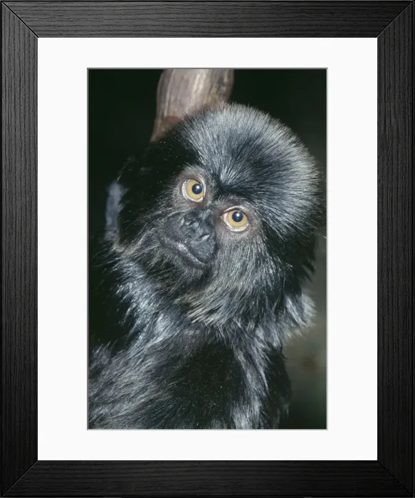 Framed Print : Goeldi's Black Marmoset Rainforests; Colombia, Peru, Ecuador Framed Print : Goeldi's Black Marmoset Rainforests; Colombia, Peru, Ecuador