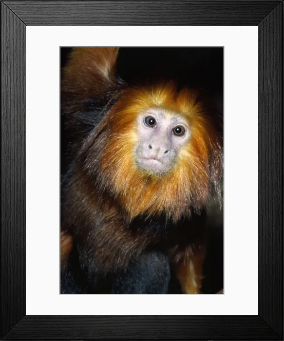 Framed Print : Golden-headed Lion Tamarin Coastal Mts. of Eastern Brazil Framed Print : Golden-headed Lion Tamarin Coastal Mts. of Eastern Brazil